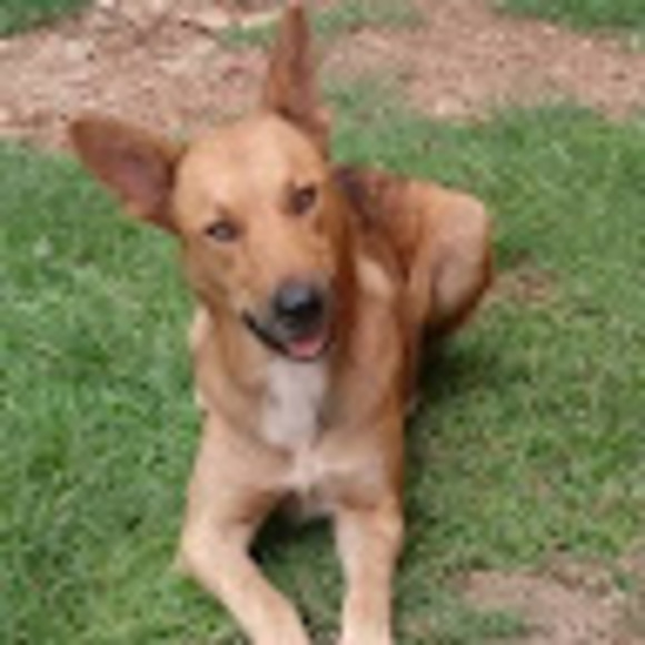 Meet your Posher, Daniel - Picture 1 of 1